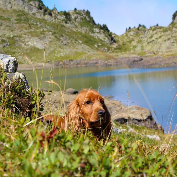 dog, cocker, cocker spaniel-2649515.jpg