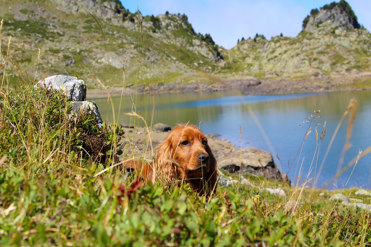 Read more about the article Essential Equipment You Need for Hiking with Your Dog